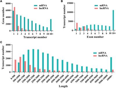Integrative Analysis of lncRNA-mRNA Co-expression Provides Novel Insights Into the Regulation of Developmental Transitions in Female Varroa destructor